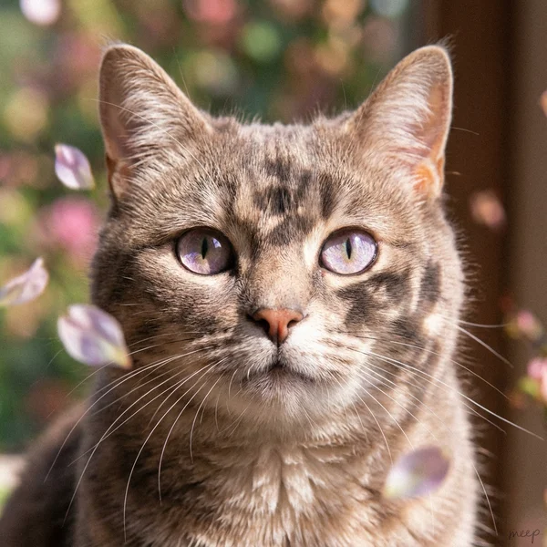 {
  "CompositionalPortrait": [3],
  "Style": [3, "emotional", "y2k-inspired", "cinematic lightplay"],
  "Subject": [3, "me, short-haired or fluffy", "alert or serene expression", "close-up intimacy"],
  "MadeOutOf": ["fine fur texture", "moist whiskers", "light catching in the eyes"],
  "Arrangement": ["extreme close-up", "direct gaze or soft blink", "cropped for emotional resonance"],
  "Accessories": ["dappled floral shadows", "drifting petals or grass", "glass reflections or lace patterns"],
  "Background": ["blurred garden tones", "dreamlike atmosphere"],
  "Lighting": ["fragmented sunlight", "iridescent warmth", "lavender and blush hues"],
  "OutputStyle": ["filmic texture", "zero over-processing", "tactile and vivid"],
  "label": "petal-glow-gaze",
  "tags": ["y2k tones", "floral lightplay", "moody feline", "cinematic pet portrait", "emotive fur gaze", "sunlit texture"],
  "signature": "a very small 'meep' faintly handwritten in lower right"
}